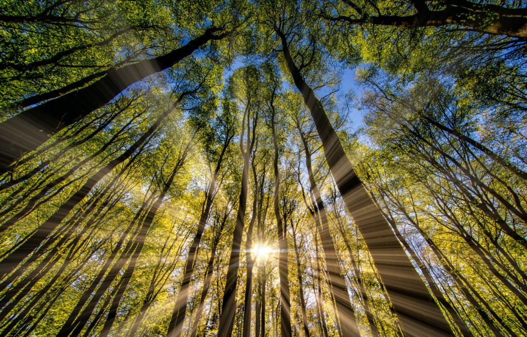 The forest with the perspective upwards with sunshine flashing through the branches