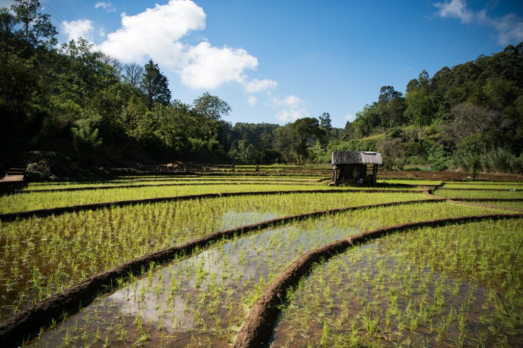 Bewässerte Felder mit grünen Setzlingen, Landwirtschaft in Sri Lanka.