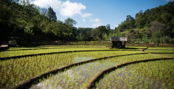 Alte Weisheit trifft moderne Herausforderungen: Sri Lanka und sein Bewässerungssystem
